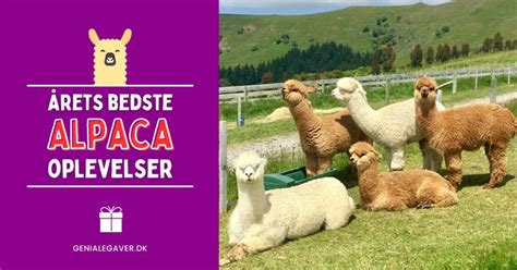 g tur med alpaca kbenhavn|Alpacawalk – Alpacawalk